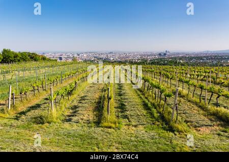 Vue depuis une colline sur le centre-ville de Vienne, Autriche avec vignobles en premier plan. Banque D'Images