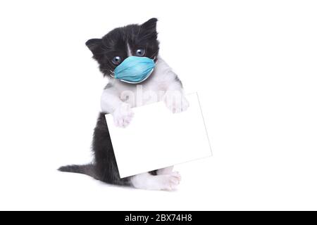 Adorable bébé Tuxedo style Kitten portant un masque d'EPI Banque D'Images