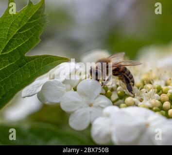 L'abeille recueille le nectar sur les fleurs de viburnum. Banque D'Images