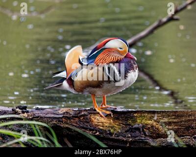 Un canard mandarin mâle (Aix galericulata) assis sur une bûche au bord d'un lac à Longshaw Moor dans le parc national du Peak District, dans le Derbyshire. Banque D'Images