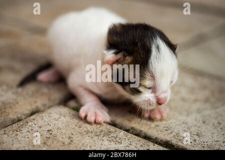 Blanc avec un chaton nouveau-né noir couché sur un sol en pierre Banque D'Images
