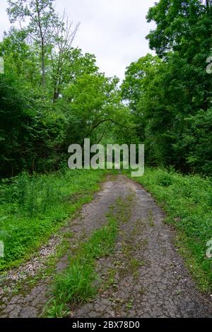 Sentier forestier avec plantes vertes luxuriantes et arbres à Red Gate Woods dans la banlieue de Chicago Banque D'Images