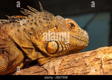 Gros plan d'un iguane en captivité Banque D'Images