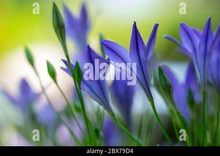 triteleia laxa, foyer sélectif, beau vert ensoleillé bokeh Banque D'Images