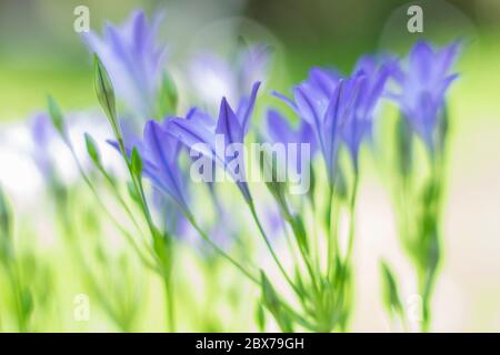 Triteleia laxa, foyer sélectif, beau vert ensoleillé bokeh Banque D'Images