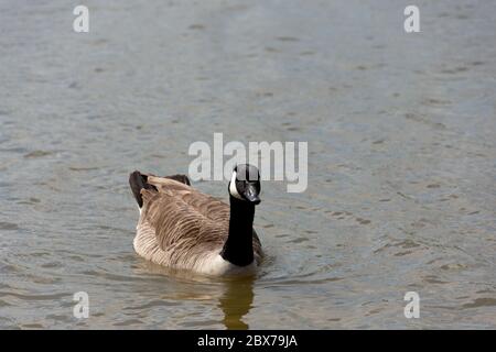 Une seule oie du canada dans l'eau se déplaçant vers la caméra Banque D'Images