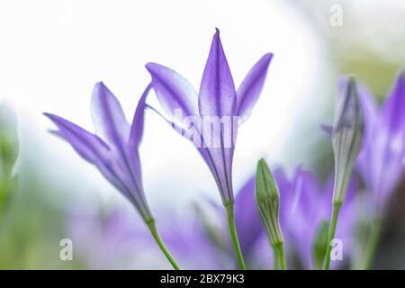 triteleia laxa, foyer sélectif, beau vert ensoleillé bokeh Banque D'Images