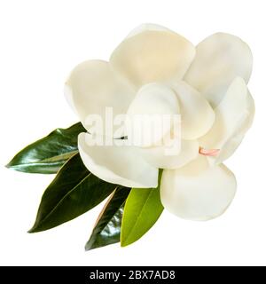 Petit Gem magnolia. Variété naine de Magnolia Grandiflora. Également appelé Evergreen, Bull Bay, Laurel et loblolly. Gros plan de la fleur avec congé Banque D'Images