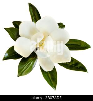 Petit Gem magnolia. Variété naine de Magnolia Grandiflora. Également appelé Evergreen, Bull Bay, Laurel et loblolly. Gros plan de la fleur avec congé Banque D'Images