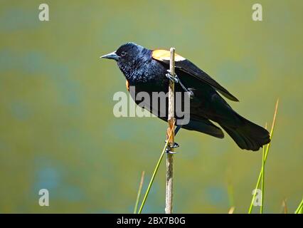 Un blackbird à ailes rouges, perché sur un chat, clignote ses ailes pour attirer les femelles voisines en saison de reproduction, à Sunriver, Oregon, dans la CA Banque D'Images