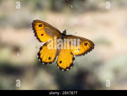 Détail du Grand papillon arctique, Oeneis nevadensis, également connu sous le nom d'Arctique du Nevada. Photographié sur une fleur sauvage dans les montagnes Cascade de l'est Banque D'Images