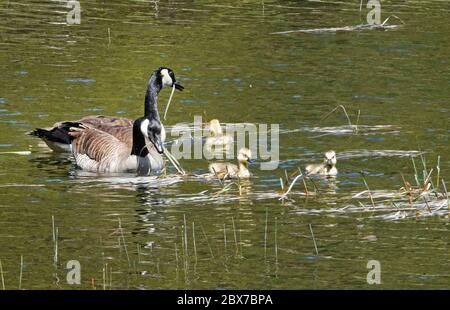 Une famille de parents et de gossins des Bernaches du Canada qui nagent dans le réservoir de Crane Prairie, dans le centre des montagnes Cascade de l'Oregon. Banque D'Images