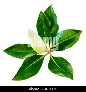 Bourgeon et feuilles de fleur de Magnolia, isolés sur blanc. Petite variété de vert versif nain. Banque D'Images