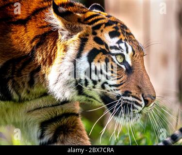 Le tigre (Panthera tigris) est la plus grande espèce de chat existante et est membre du genre Panthera. Il est plus reconnaissable pour sa bande verticale sombre Banque D'Images