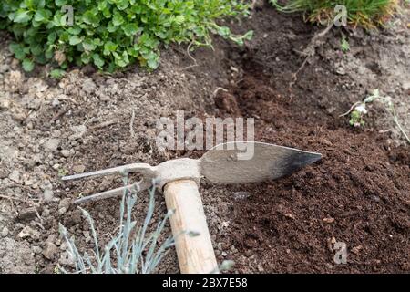 Hoe dans le jardin, jardinage Banque D'Images