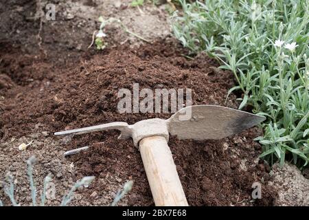 Hoe dans le jardin, jardinage Banque D'Images