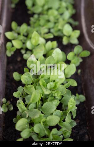 Plantes de bébé en pots, plantules, en croissance Banque D'Images