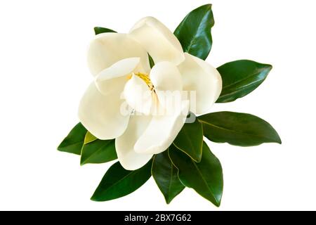 Petit Gem magnolia. Variété naine de Magnolia Grandiflora. Également appelé Evergreen, Bull Bay, Laurel et loblolly. Gros plan de la fleur avec congé Banque D'Images