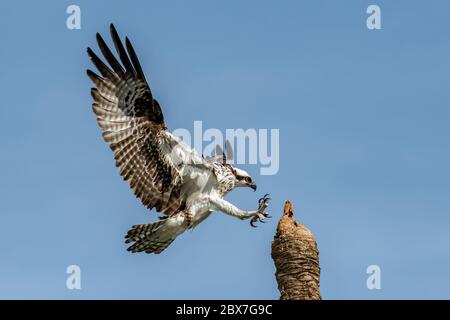 Osprey débarquant sur une perche Banque D'Images