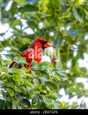 Cardinal caché dans les feuilles vertes d'un arbre Banque D'Images