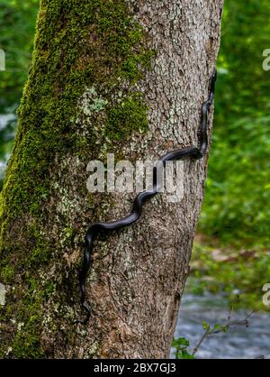 Serpent de rat (Pantherophis alleghaniensis) grimpant le sycomore couvert de mousse à la poursuite de proies. Banque D'Images