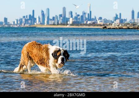 Saint Bernard, un chien qui barbote à la plage. Vue sur Melbourne, Australie, vue depuis Brighton Dog Beach. Banque D'Images