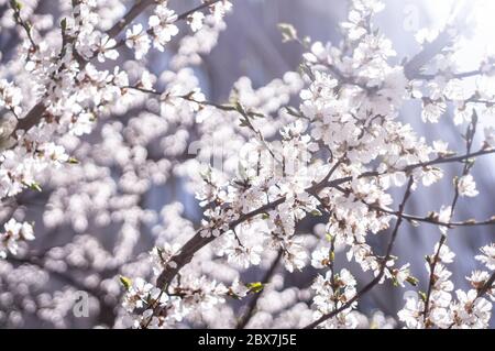 fleur printanière de cerisier ou de pommier avec fleurs blanches sur fond bleu flou avec éclat de lentille Banque D'Images