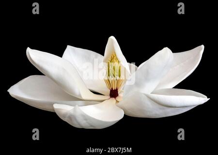 Fleur de magnolia isolée sur fond noir. Vue latérale. Little Gem, une variété naine de grandiflora de magnolia. Banque D'Images