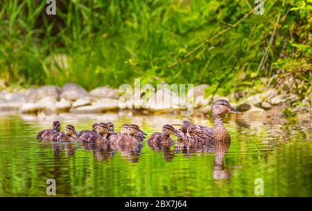 Canard colvert femelle, aras platyrhynchos et canetons Banque D'Images