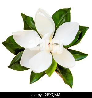 Fleur de magnolia, vue de dessus, isolée sur blanc. Variété naine de grandiflora de magnolia, Little Gem. Banque D'Images