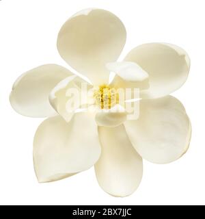 Fleur de magnolia blanche isolée. Vue de dessus. Banque D'Images