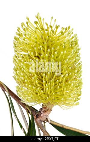 Fleur de banksia jaune, isolée sur blanc. Natif d'Australie. Banque D'Images