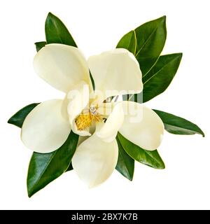 Fleur de magnolia, vue de dessus, isolée sur blanc. Variété de petits gem à l'évérogvert. Banque D'Images