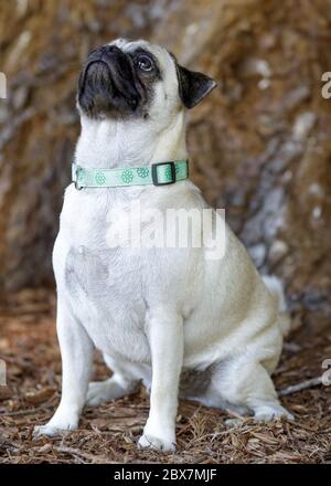Fauve Pug Puppy mâle fixé sur le traitement. Banque D'Images