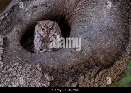 Un hibou des montagnes de l'Ouest se confond dans une cavité de chêne avant de partir pour une chasse nocturne. Banque D'Images