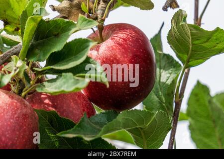 pommes de gala royales sur la branche des arbres en ferme d'automne. Banque D'Images