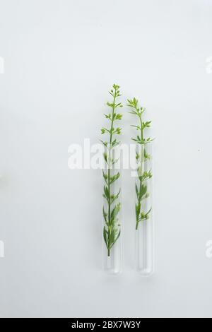 deux tubes à essai en verre avec plante sauvage verte biologique pour la recherche en biotechnologie sur fond blanc Banque D'Images