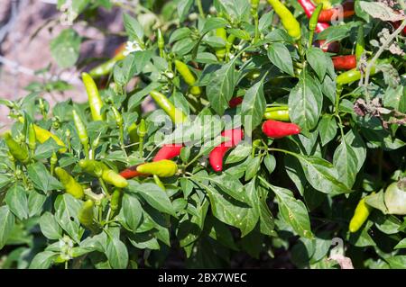 Chili Peppers obtenir venu dans un jardin. Banque D'Images