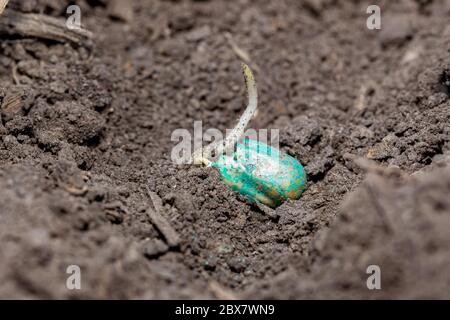 Gros plan de la germination des graines de maïs, germination dans le sol du champ de maïs. Agriculture, agronomie et concept agricole. Banque D'Images