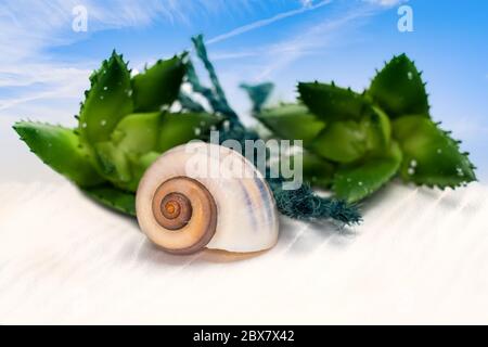 Escargot de mer sur la plage avec deux Echeverias et fond bleu ciel. Idéal pour les vacances Banque D'Images