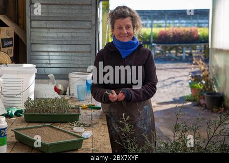 Orari, Canterbury, Nouvelle-Zélande, mai 27 2020: Une travailleuse maternelle prend des boutures de plantes indigènes et les plante dans des plateaux pour se propager Banque D'Images