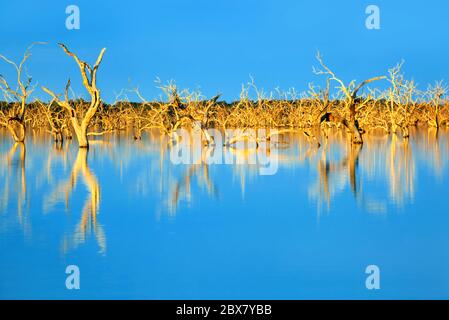 Arbres submergés dans un lac artificiel, dans une lumière de coucher de soleil. Meninne, Outback Nouvelle-Galles du Sud, Australie. Banque D'Images