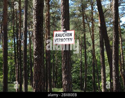 01 juin 2020, Brandebourg, Uebigau-Wahrenbrück: Un panneau 'No fume' est accroché à un pin dans la forêt près du village de Rothstein. Photo: Soeren Stache/dpa-Zentralbild/ZB Banque D'Images