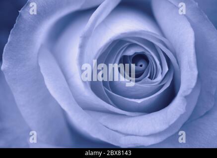 Gros plan d'une belle rose bleue. Cette photo a été prise en noir et blanc avec un ton bleu intégré à l'appareil, encore amélioré dans la chambre noire numérique. Banque D'Images