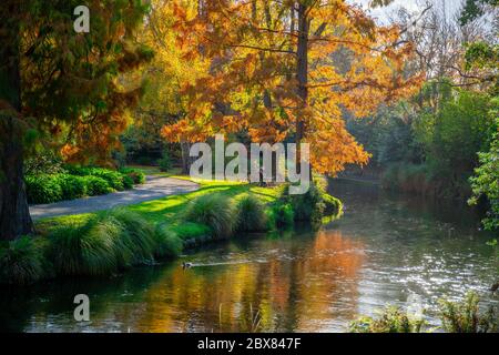 Les magnifiques couleurs d'automne vibrantes sur les arbres du parc Hagley et les canards sur la rivière Avon en méandres au milieu de la ville Banque D'Images