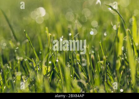 Gros plan d'une rosée fraîche du matin sur les lames d'herbe verte avec effet bokeh en plein soleil Banque D'Images