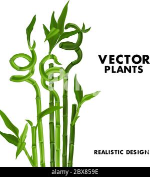 Evergreen Bamboo herbe illustration, tropical japonais jungle plante, asiatique nature art. Environnement écologique renouvelable forêt illustratin, maison plante chanceux Illustration de Vecteur