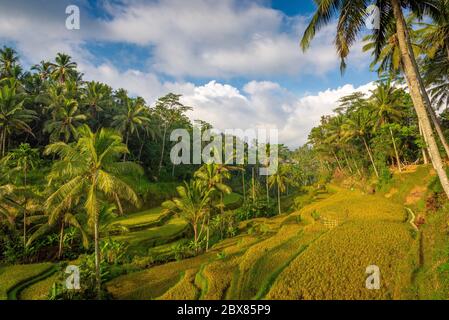 Terrasses de riz Tegalalang, avec belle lumière du matin et pas de gens, Ubud, Bali, Indonésie Banque D'Images