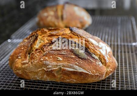 Gros plan d'un pain de pain rustique de blé entier artisanal et de seigle foncé fraîchement cuit sur un ragoût, cuit à la maison, série de photos Banque D'Images