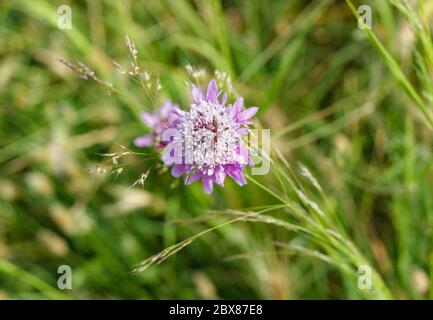 (Allium angulosum) ail de souris en fleurs, ombelles hémisphériques de petites fleurs roses sur de longs pédicelles Banque D'Images